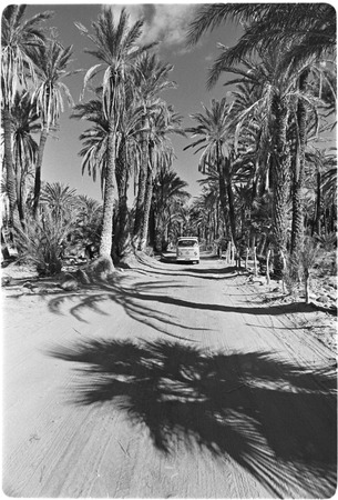 Date palms (Phoenix dactylifera) in San Ignacio