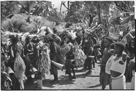 Pig festival, singsing, Kwiop: decorated men with feather headdresses dance with kundu drums