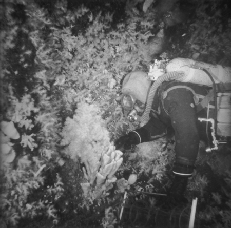 Alexander F. Pushkin collecting a benthic sample on rocky wall