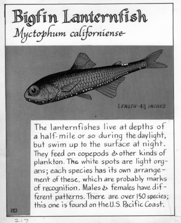 Bigfin lanternfish: Myctophum californiense (illustration from &quot;The Ocean World&quot;)