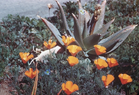 [California poppies and agave on seacliff north of Scripps Institution of Oceanography]
