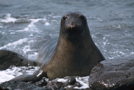 Elephant seal (Mirounga) female, Guadalupe Island, Mexico