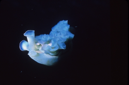 Blue nudibranch, often called a sea slug, near the Cayman Islands