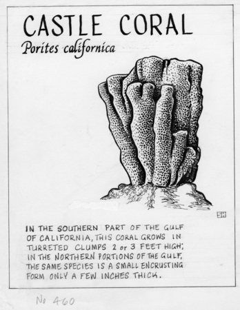 Castle coral: Porites californica (illustration from &quot;The Ocean World&quot;)