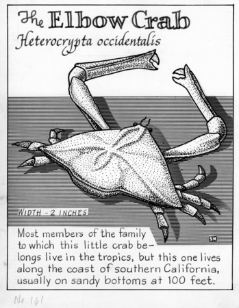 Elbow crab: Heterocrypta occidentalis (illustration from  &quot;The Ocean World&quot;)