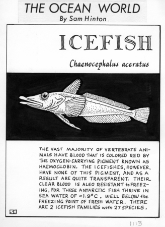 Icefish: Chaenocephalus aceratus (illustration from &quot;The Ocean World&quot;)