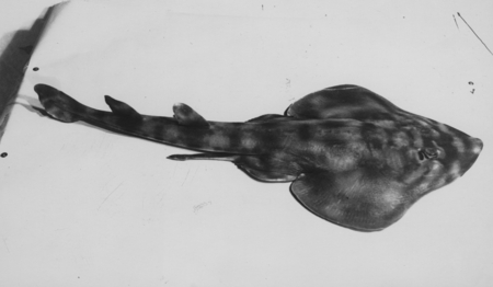 Banded guitarfish (Zapteryx exasperata). This fish, 35&quot; long, 16&quot; wide was caught in August of 1937 off the Scripps Pier (...