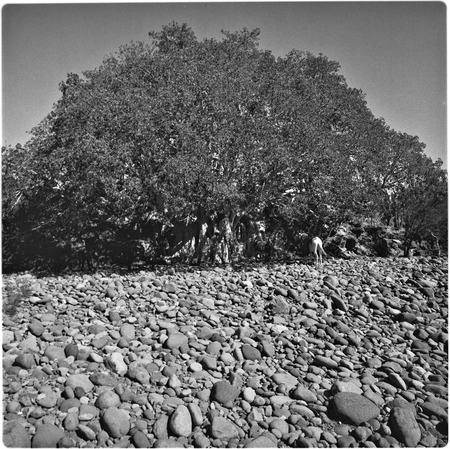 Zalate tree (Ficus palmeri) at Rancho San Luis