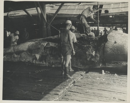 Sperm whale processing with flensing knives. Shore-based sperm whale fishery, Japan, c1947