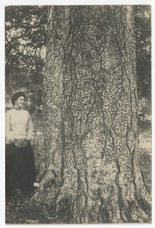 Woman with acorn-studded tree trunk