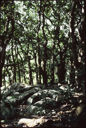 Forest and boulders landscape.