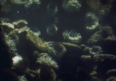 Sea anemones in tank at Scripps Institution of Oceanography, La Jolla, California