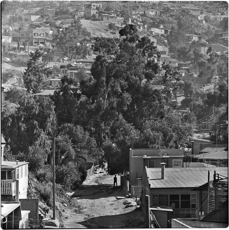 Large eucalyptus trees in older neighborhood