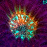 Live Green Brain Coral (Genus Goniastrea)