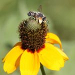 Bees: Celebrating World Bee Day and Our Status as a Bee Campus