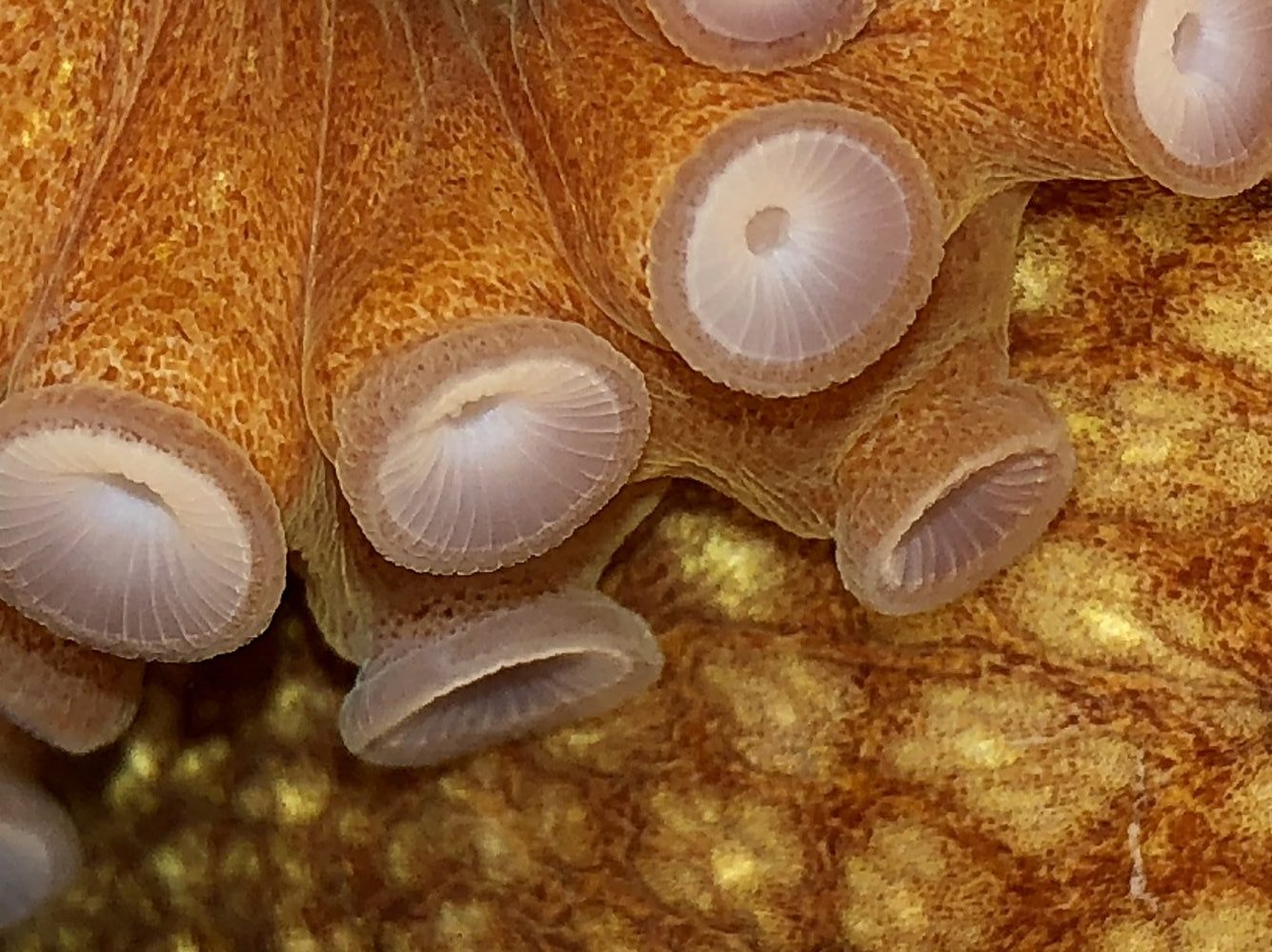 Close up of Bigeye Octopus suckers