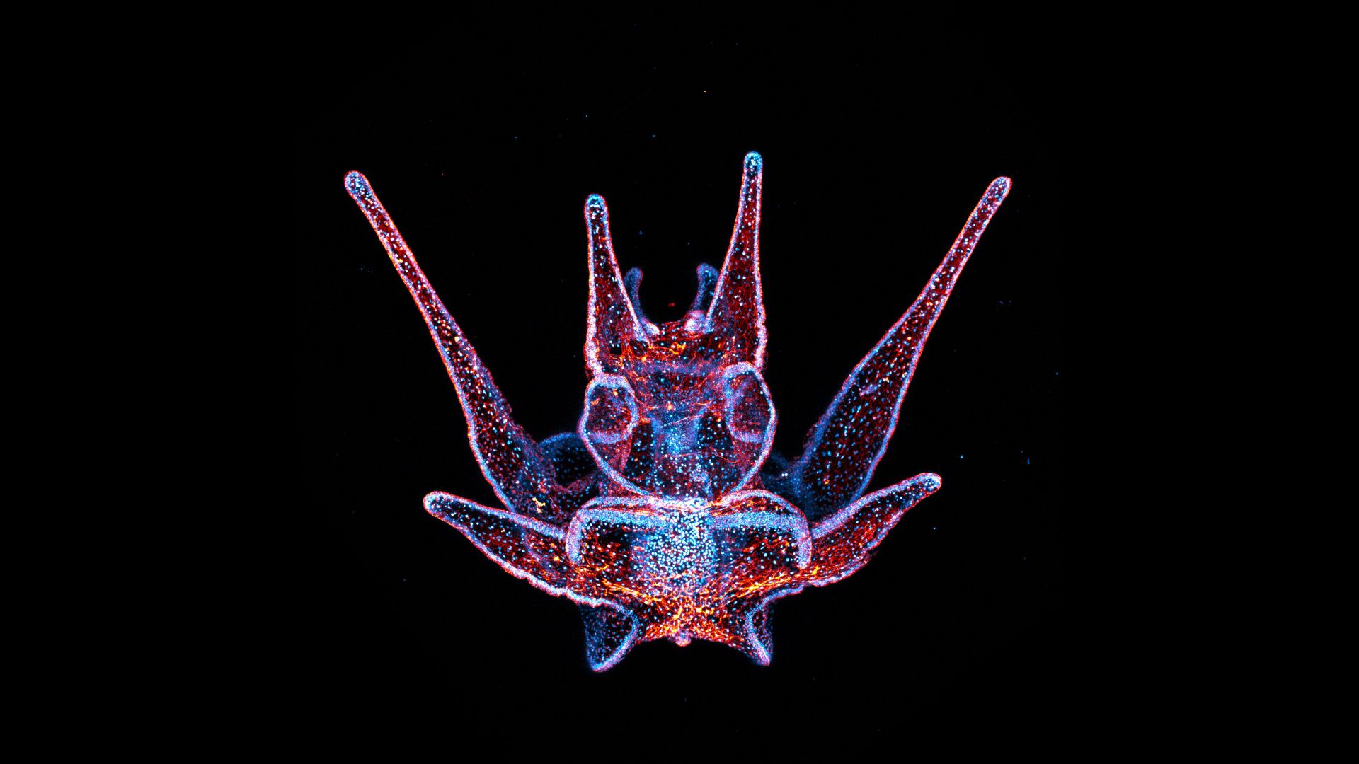 One of the 2024 Art of Science winning images: 12-Day-Old Fluorescent Sea Urchin Larva