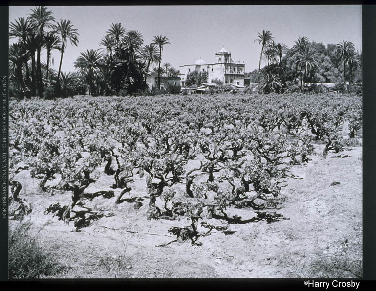 Grapevines at Misión de San Ignacio, 1974. Long the most important of the peninsula's wine producing missions