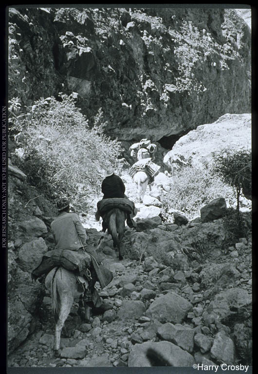 Ranchers from San Antonio guide their animals through Arroyo del Infierno, 1971