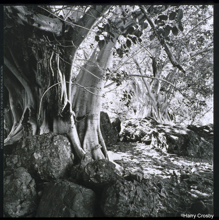 Large zalates (ficus palmeri) flourish in canyon above San Sebastian, 1967