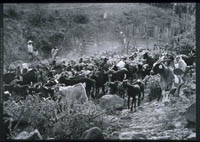 Goats released after milking at Rancho de las Jícamas, 1980
          