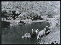 Cattle in the tinaja at Rancho del Zorillo, 1980