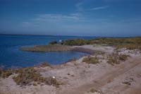 Mangroves along Estero El Dtil, April 29, 1961