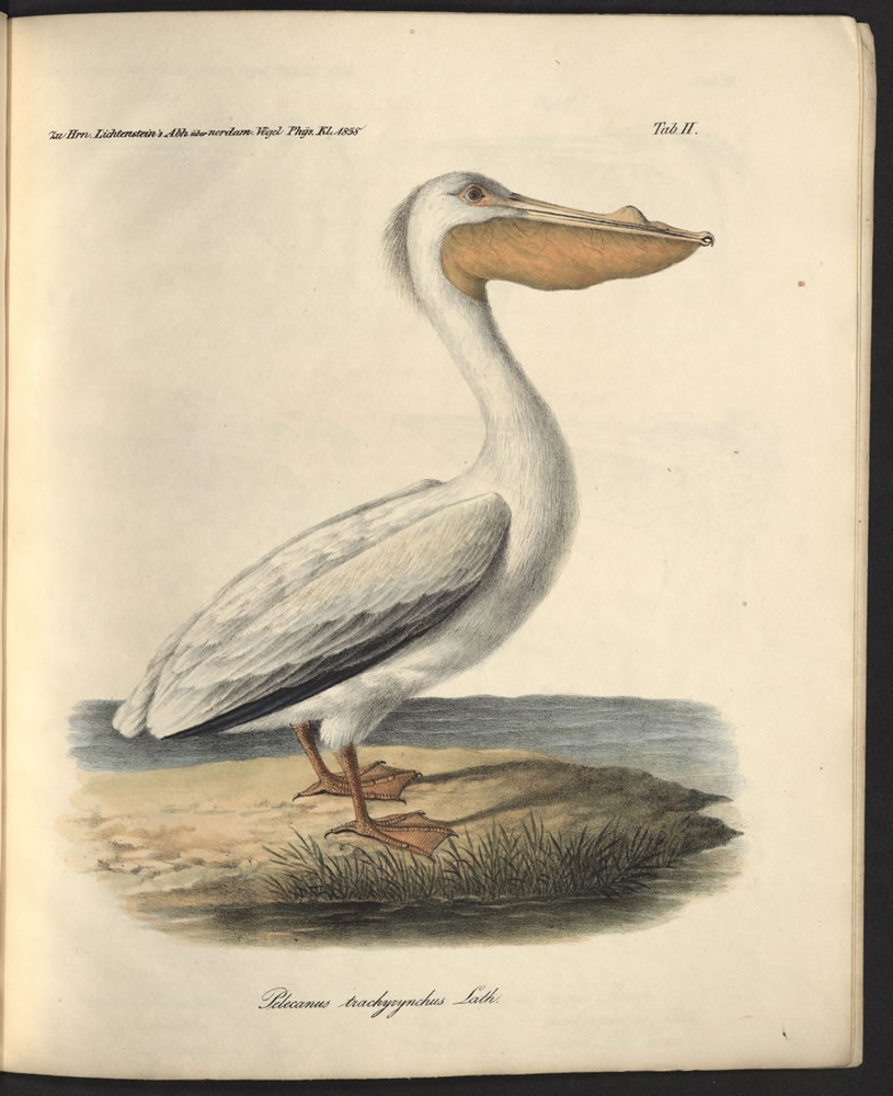 Beitrag zur ornithologischen Fauna von Californien nebst Bemerkungen über die Artkennzeichen der Pelicane und über einige Vögel von den Sandwich-Inseln - Plate 2