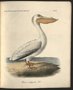 Beitrag zur ornithologischen Fauna von Californien nebst Bemerkungen über die Artkennzeichen der Pelicane und über einige Vögel von den Sandwich-Inseln