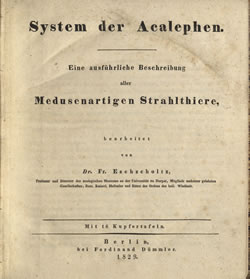 System der Acalephen
